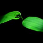 Hydrophobic Bamboo