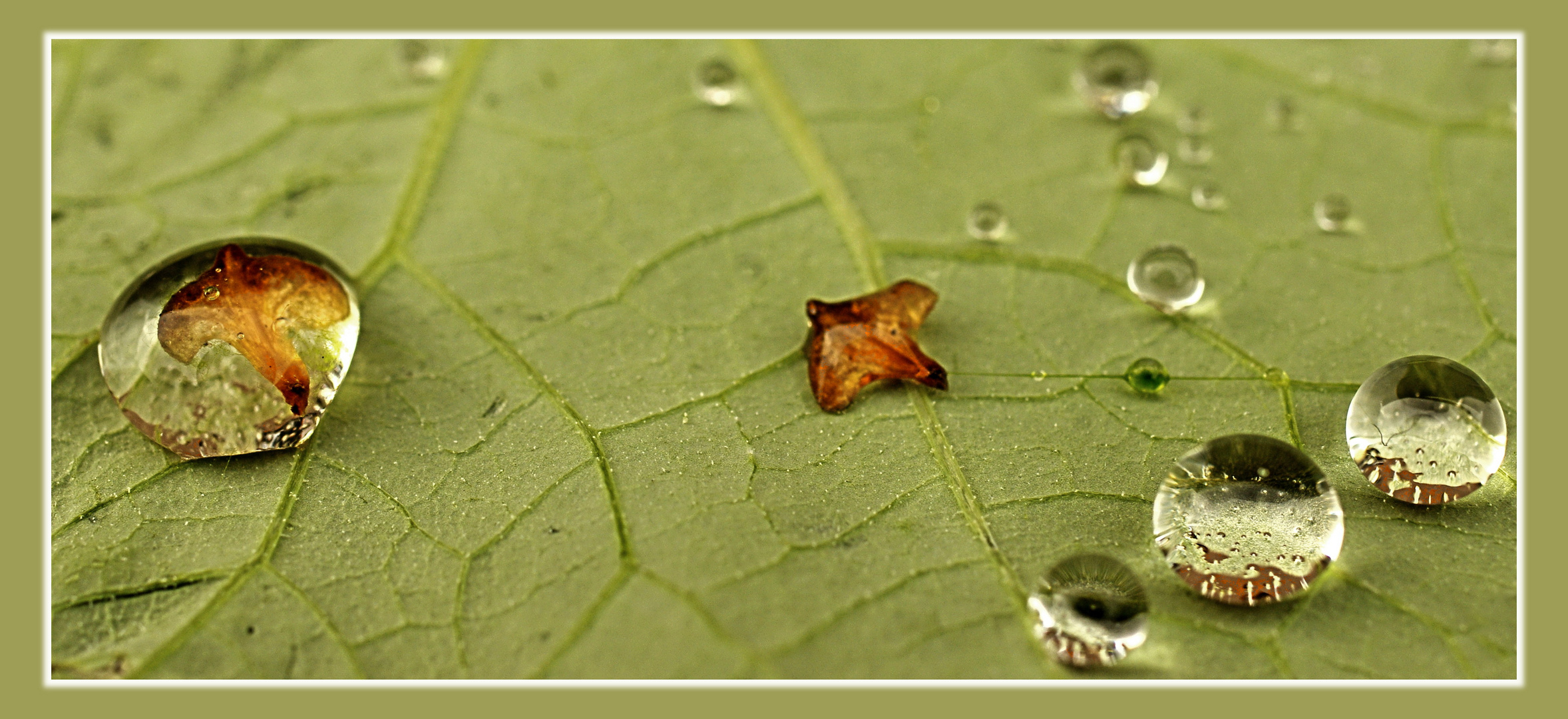 Hydrophobie