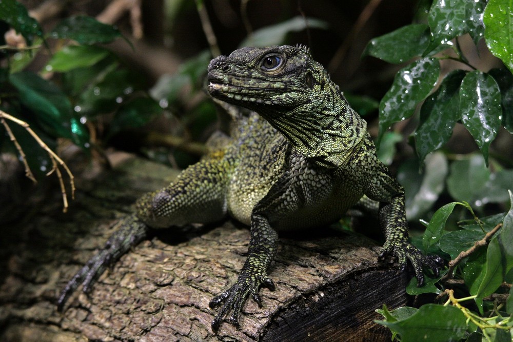 Hydrosaurus amboinensis - Ambon-Segelechse