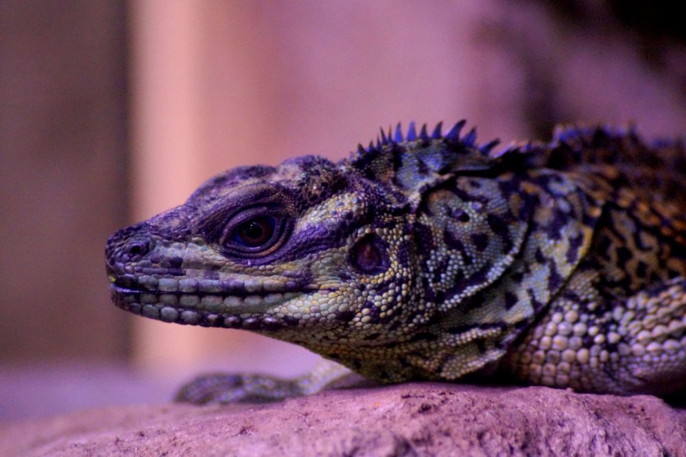 Hydrosaurus amboinensis Foto & Bild tiere, zoo, wildpark & falknerei