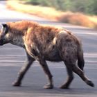 Hyena