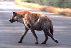 Hyena