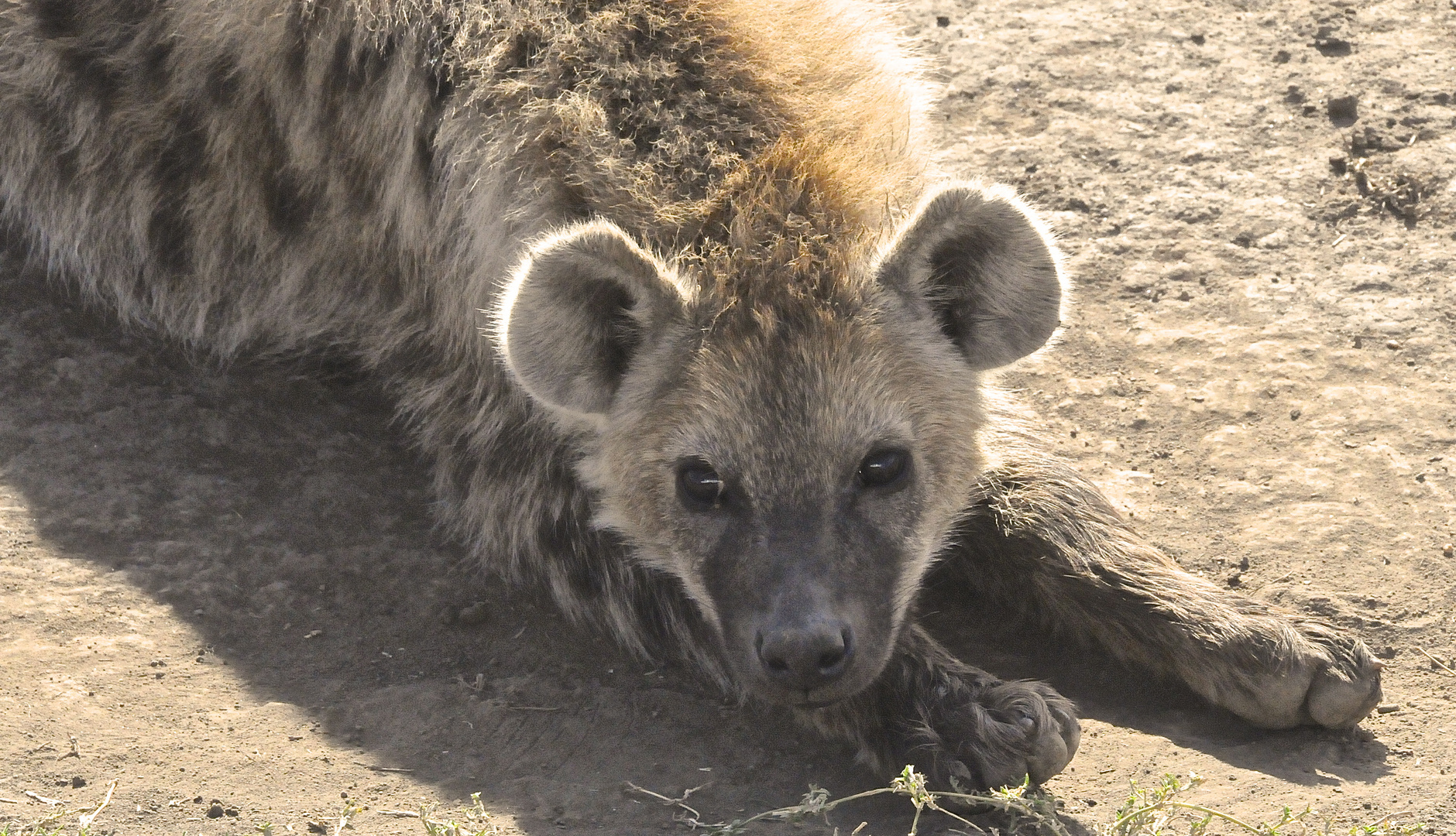 Hyena