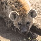 Hyena