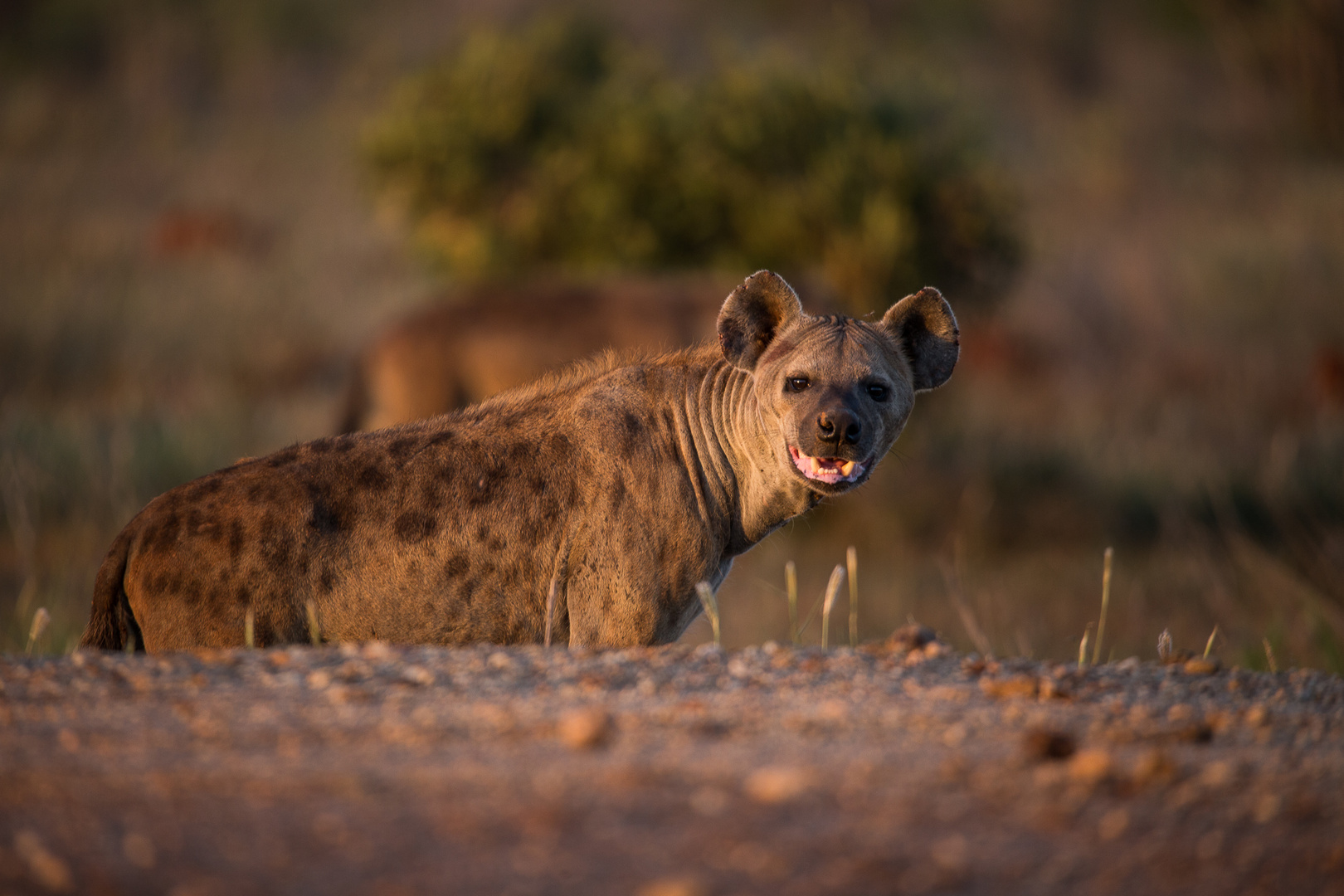 Hyena at Sunset, Kenya