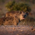 Hyena at Sunset, Kenya