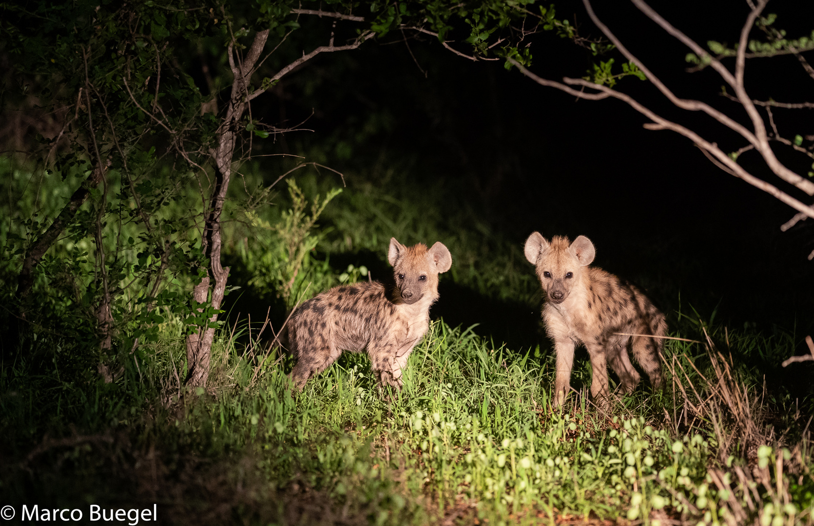 Hyena Babies @night