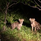 Hyena Babies @night