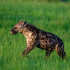 Hyena coming from a nigthly kill, Uganda/Queen Elizabeth National Park South