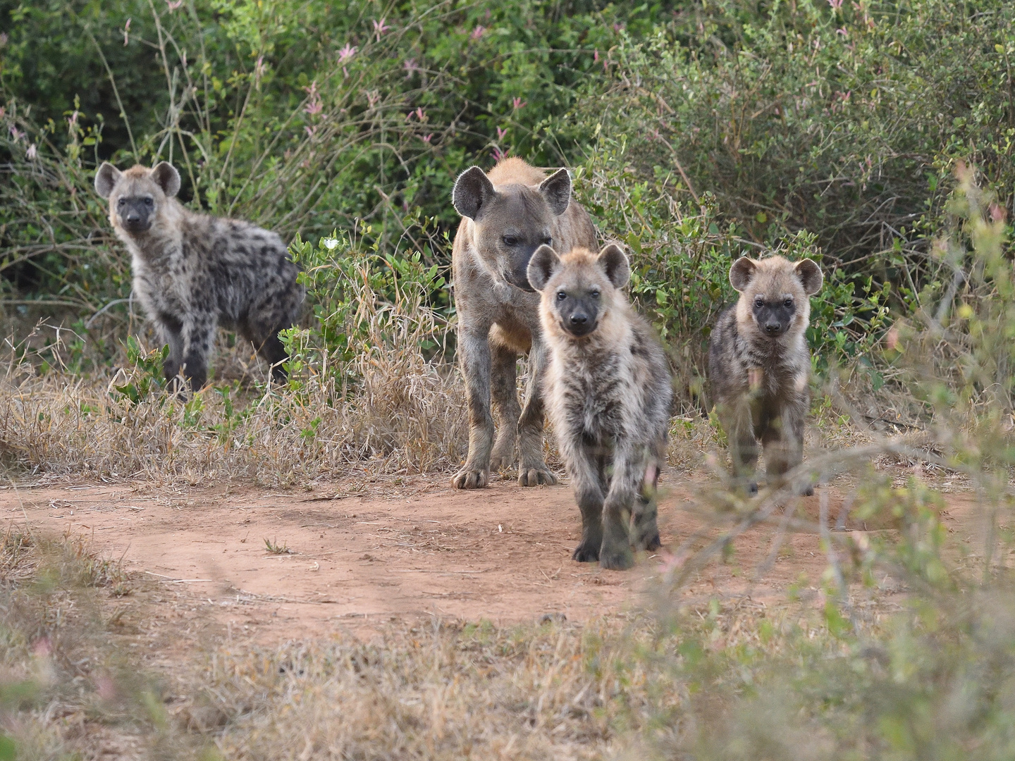 Hyena Cub 4