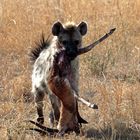 hyena