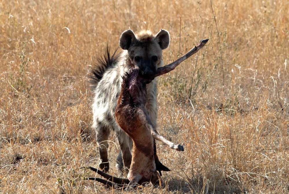 hyena