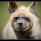 Hyena