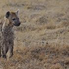 hyena...