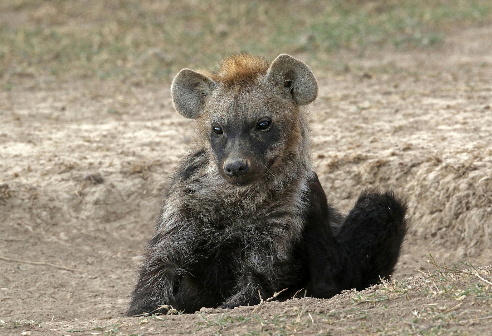 Hyena front of the curve 