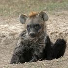 Hyena front of the curve 