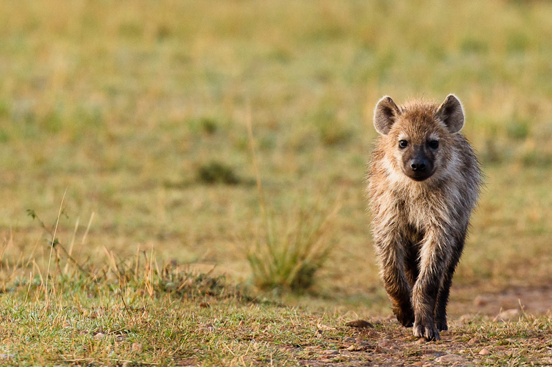 Hyena - Kenia 2011 - Masai Mara