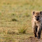 Hyena - Kenia 2011 - Masai Mara