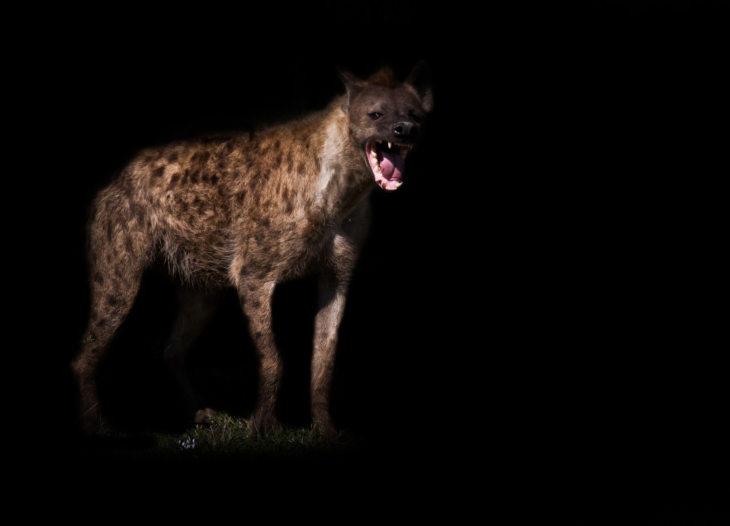 Hyena on the hunt