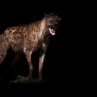 Hyena on the hunt