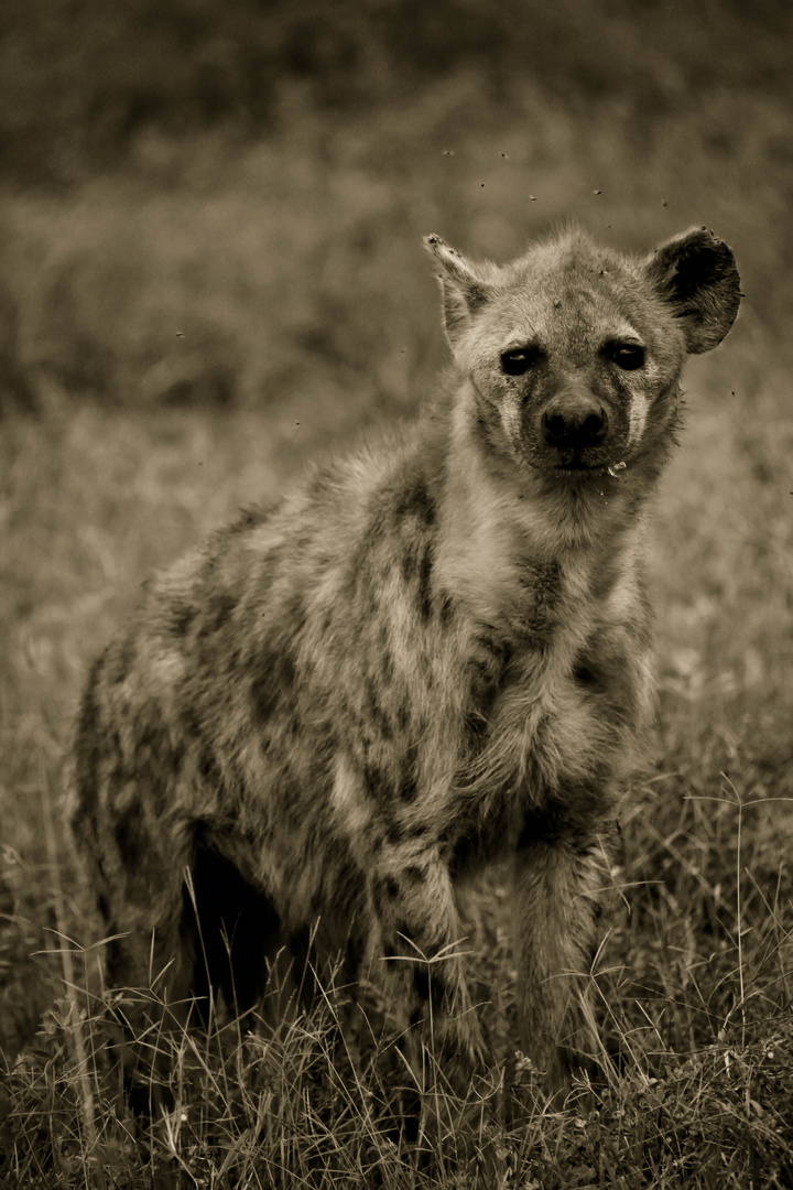 HYENA - SERENGETI - TANZANIA