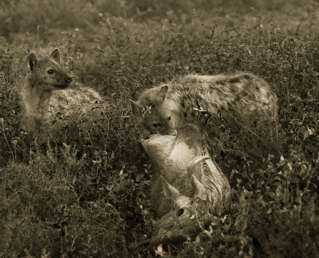 Hyenas at lunch,Tanzania