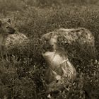 Hyenas at lunch,Tanzania