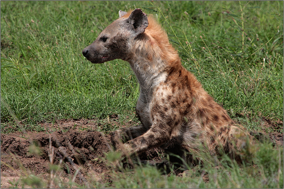 hyenas only laugh for fun