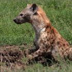 hyenas only laugh for fun