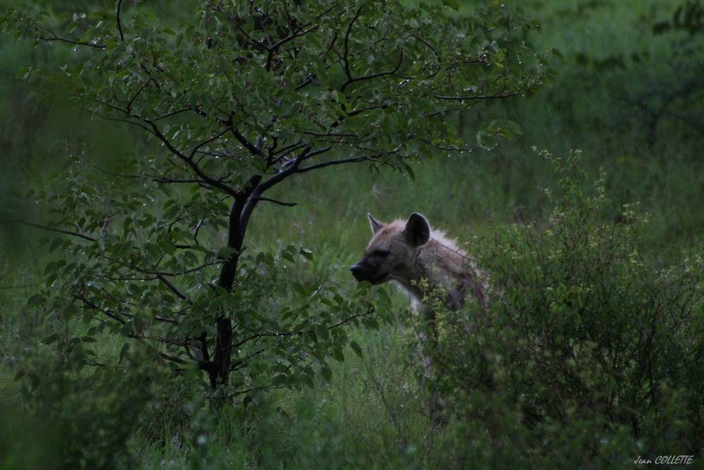 Hyène tachetée.