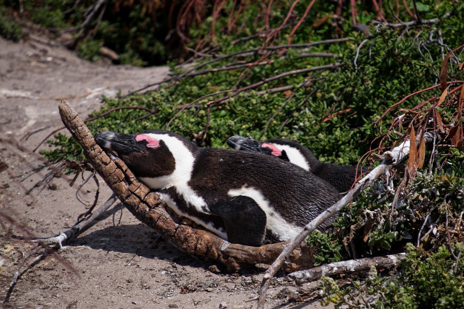 Hygge gibts auch bei den Pinguinen