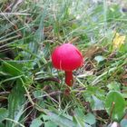 Hygrocybe coccinea