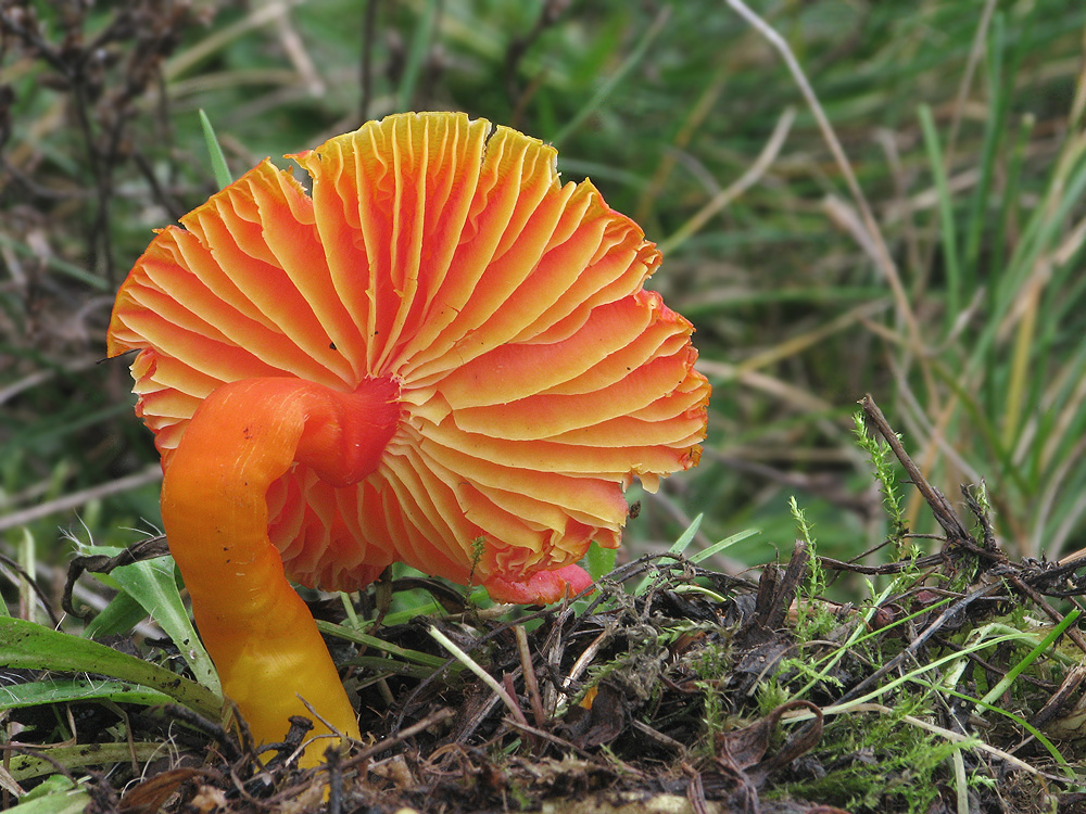 Hygrocybe coccinea