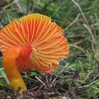 Hygrocybe coccinea