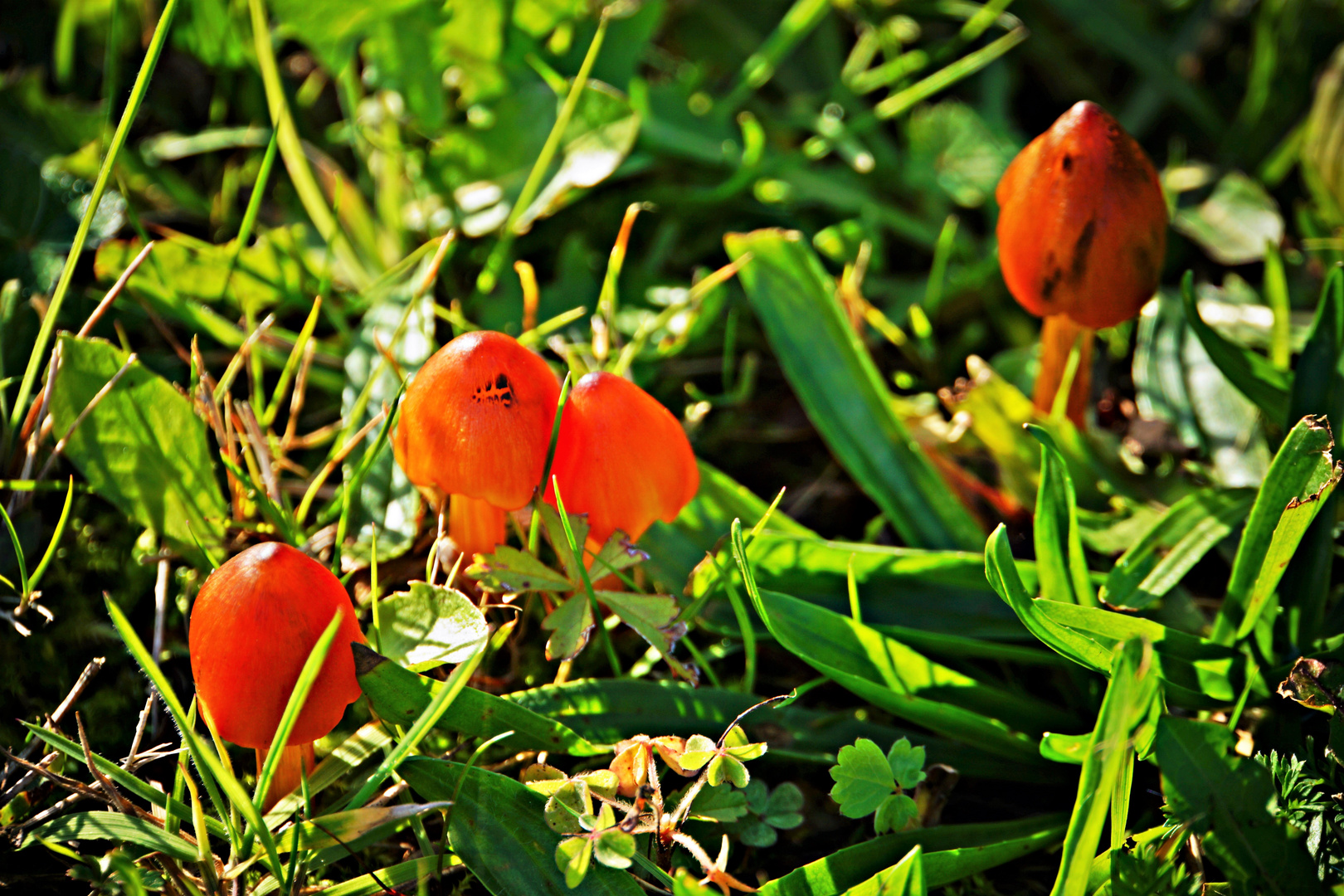 Hygrocybe Conica....