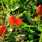 Hygrocybe Conica....