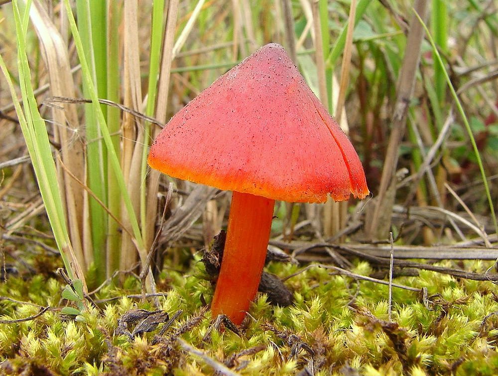 Hygrocybe conica