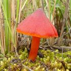 Hygrocybe conica