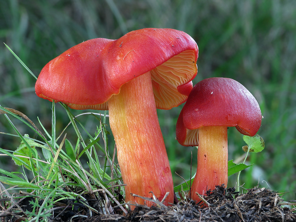 Hygrocybe punicea