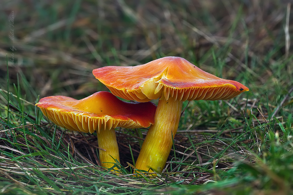 Hygrocybe punicea