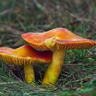 Hygrocybe punicea