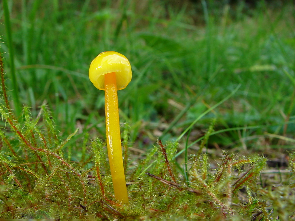 Hygrocybe Sp.