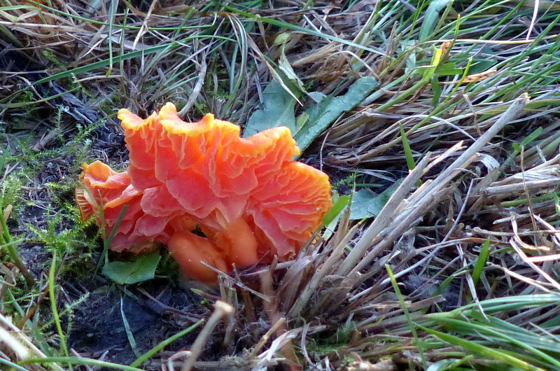 Hygrocybe splendidissima