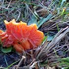 Hygrocybe splendidissima