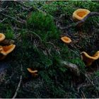 HYGROPHOROPSIS AURANTIACA