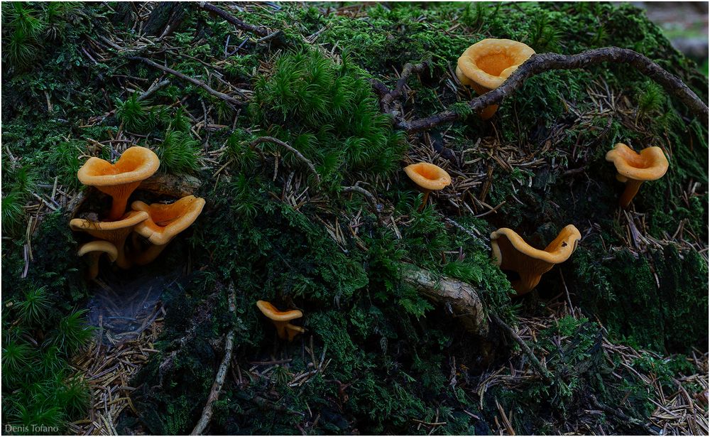 HYGROPHOROPSIS AURANTIACA