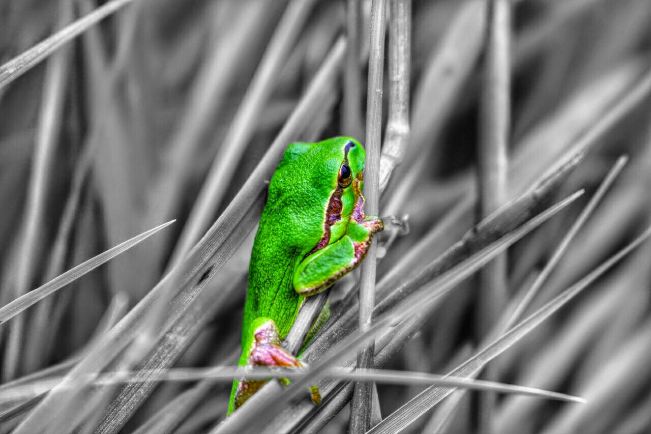 Hyla aborea (Laubfrosch)