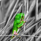 Hyla aborea (Laubfrosch)