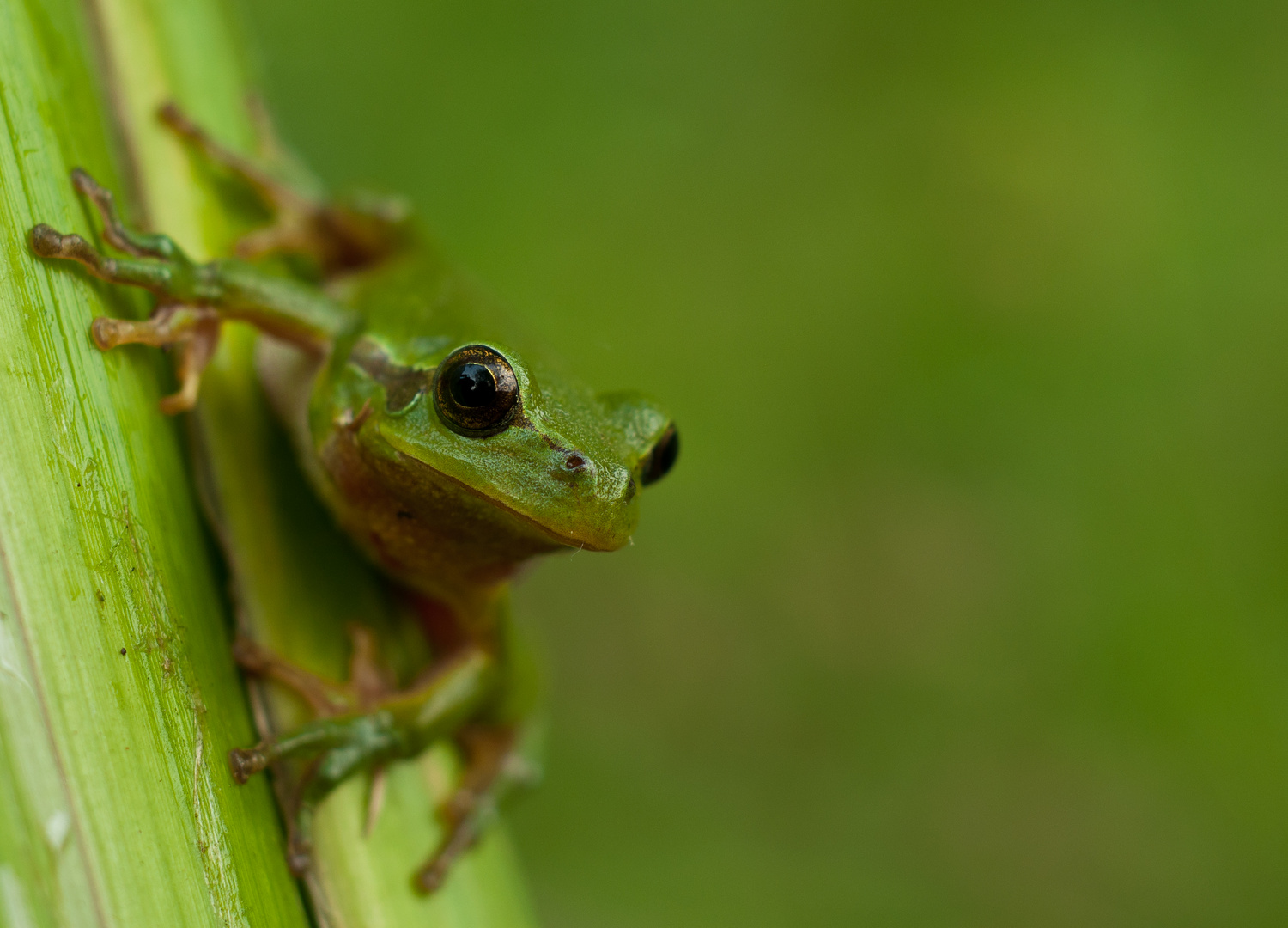 Hyla arborea Foto & Bild tiere, wildlife, amphibien & reptilien