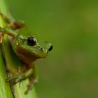 Hyla arborea